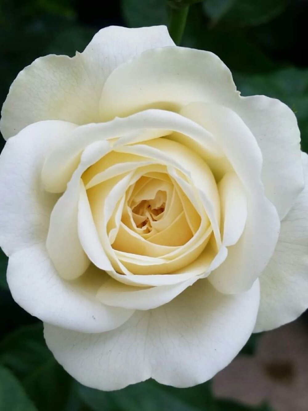 Patricia Nash - Micro Benvenuto Charm.  NWT. - Picture 5 of 5